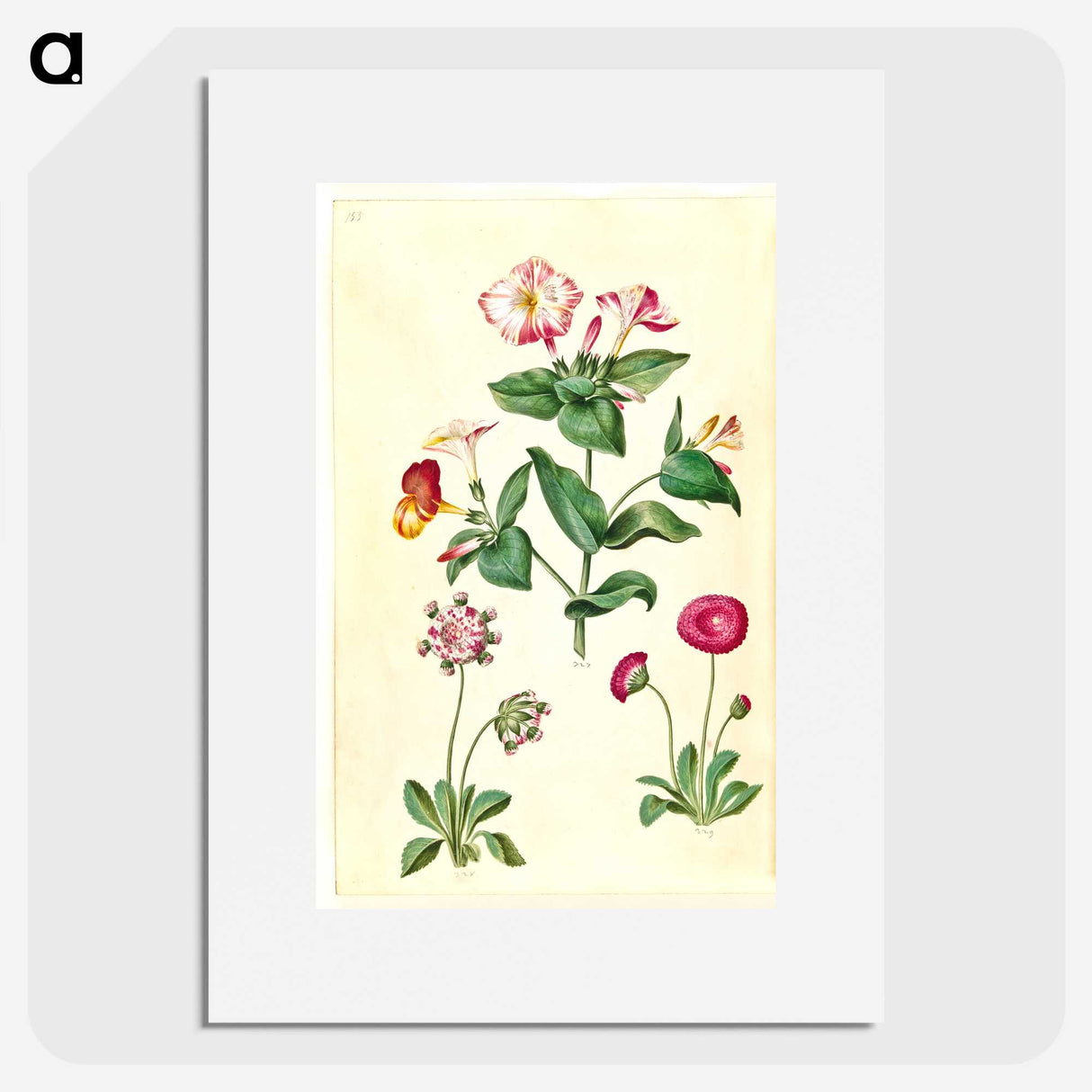 1-68_Maria-Sibylla-Merian_picture
