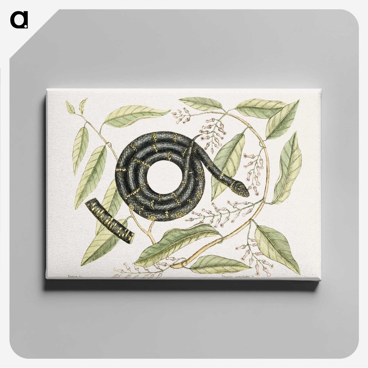 1-68_Mark-Catesby_canvas