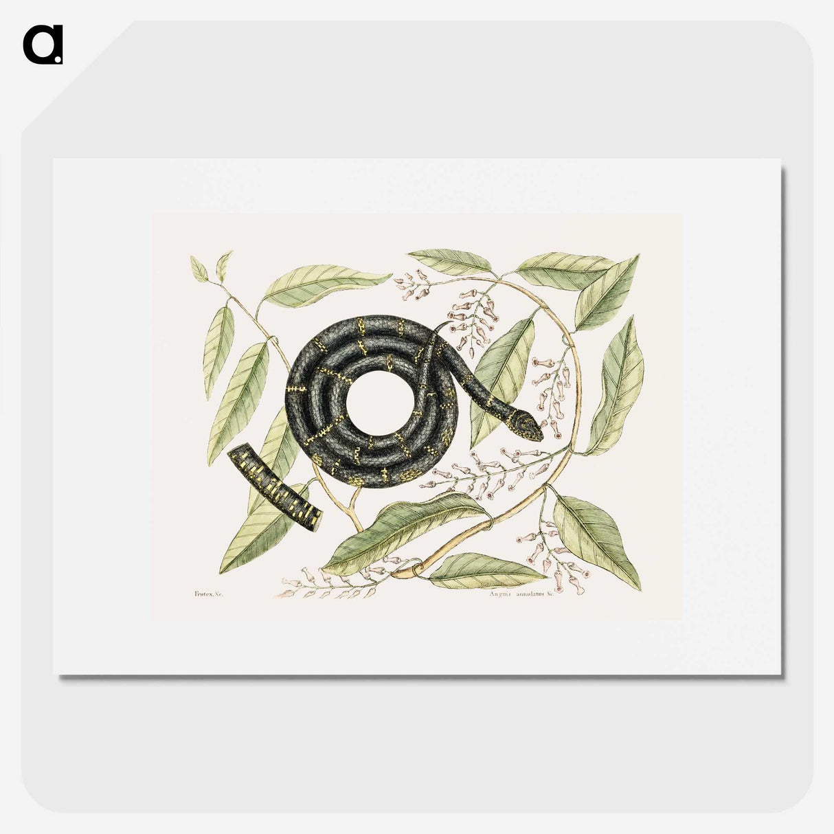1-68_Mark-Catesby_picture
