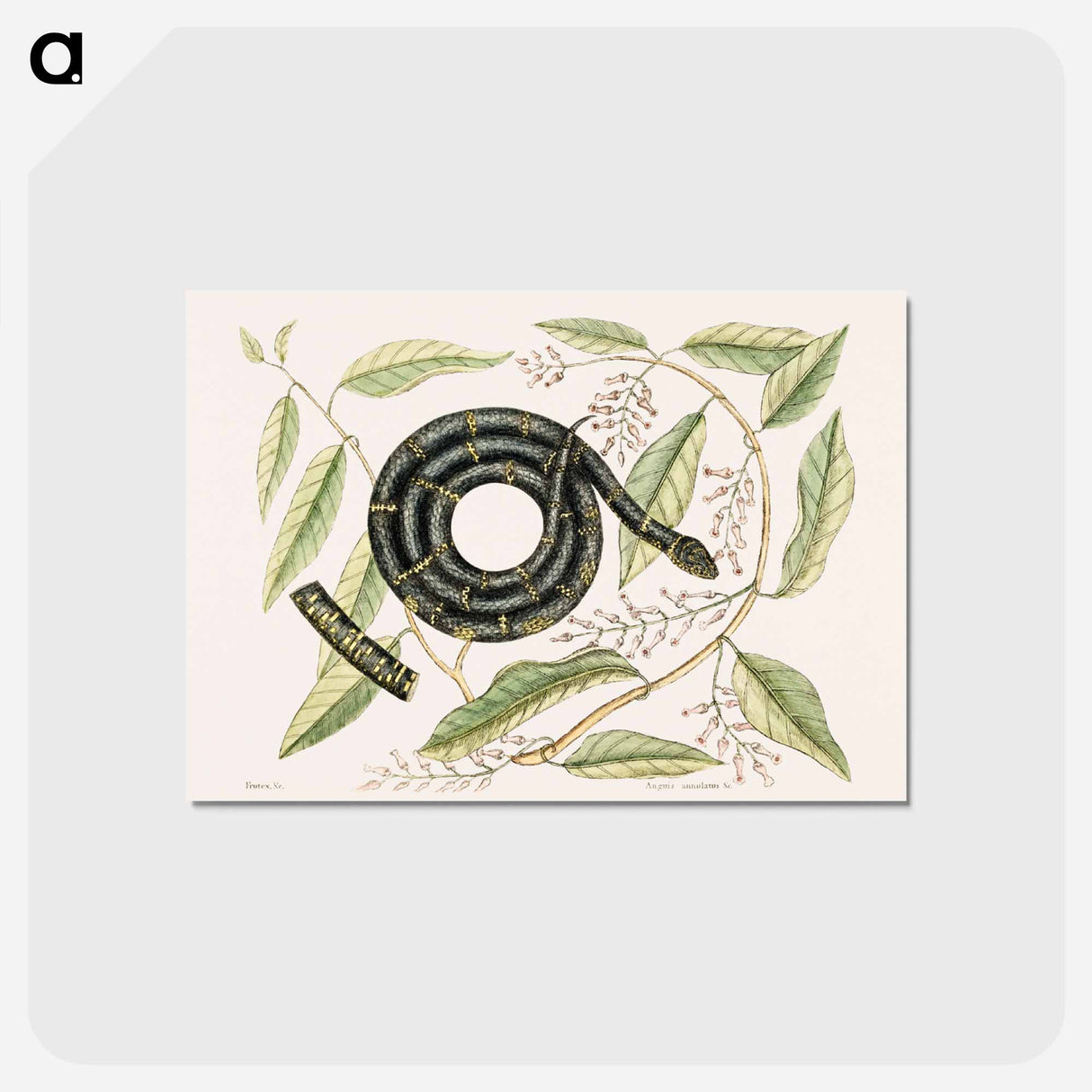 アートポストカード-Eastern King Snake
- マーク ケイツビー Postcard.