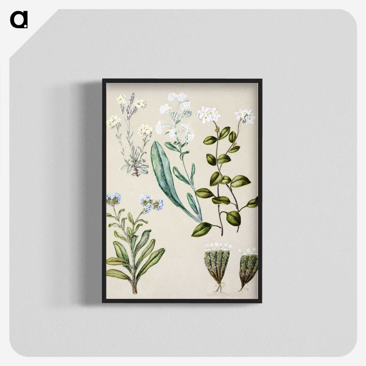 1-68_Native-Flowering-Plants-of-New-Zealand_blk-crop