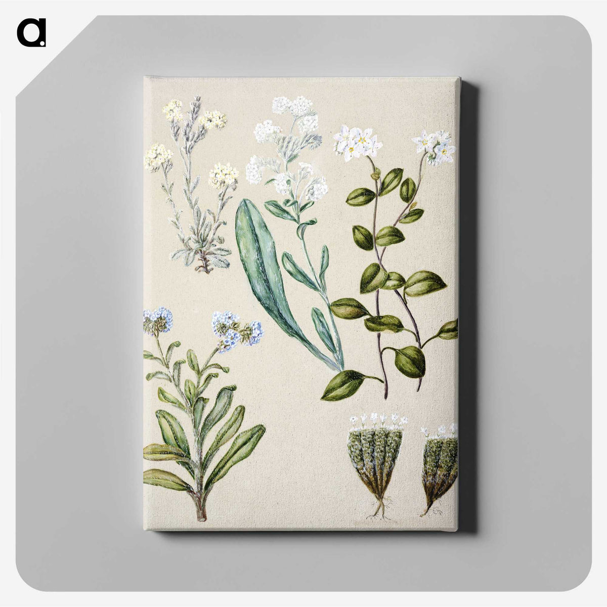 1-68_Native-Flowering-Plants-of-New-Zealand_canvas