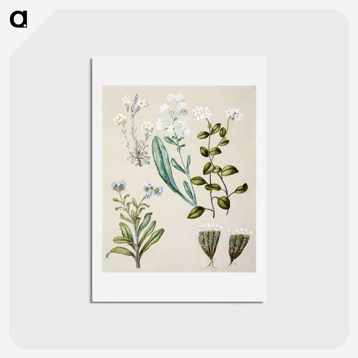1-68_Native-Flowering-Plants-of-New-Zealand_hagaki