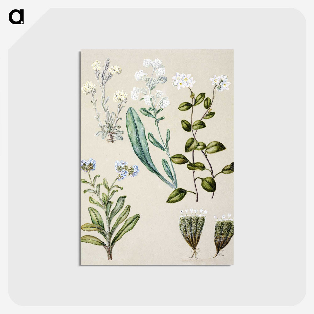 1-68_Native-Flowering-Plants-of-New-Zealand_postcard