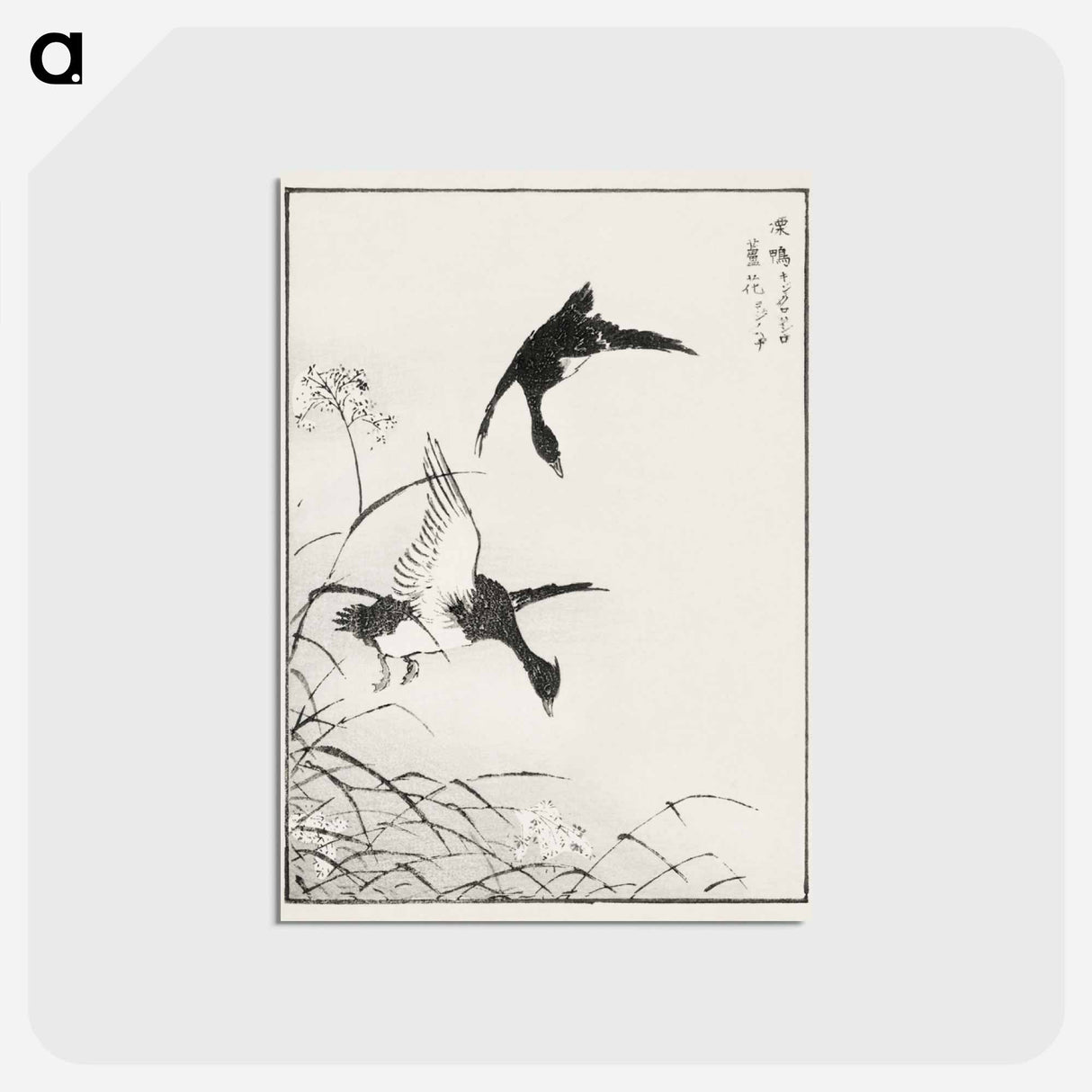 アートポストカード-Tufted-Teal and Reed Flower
- 鳥類図鑑 Postcard.