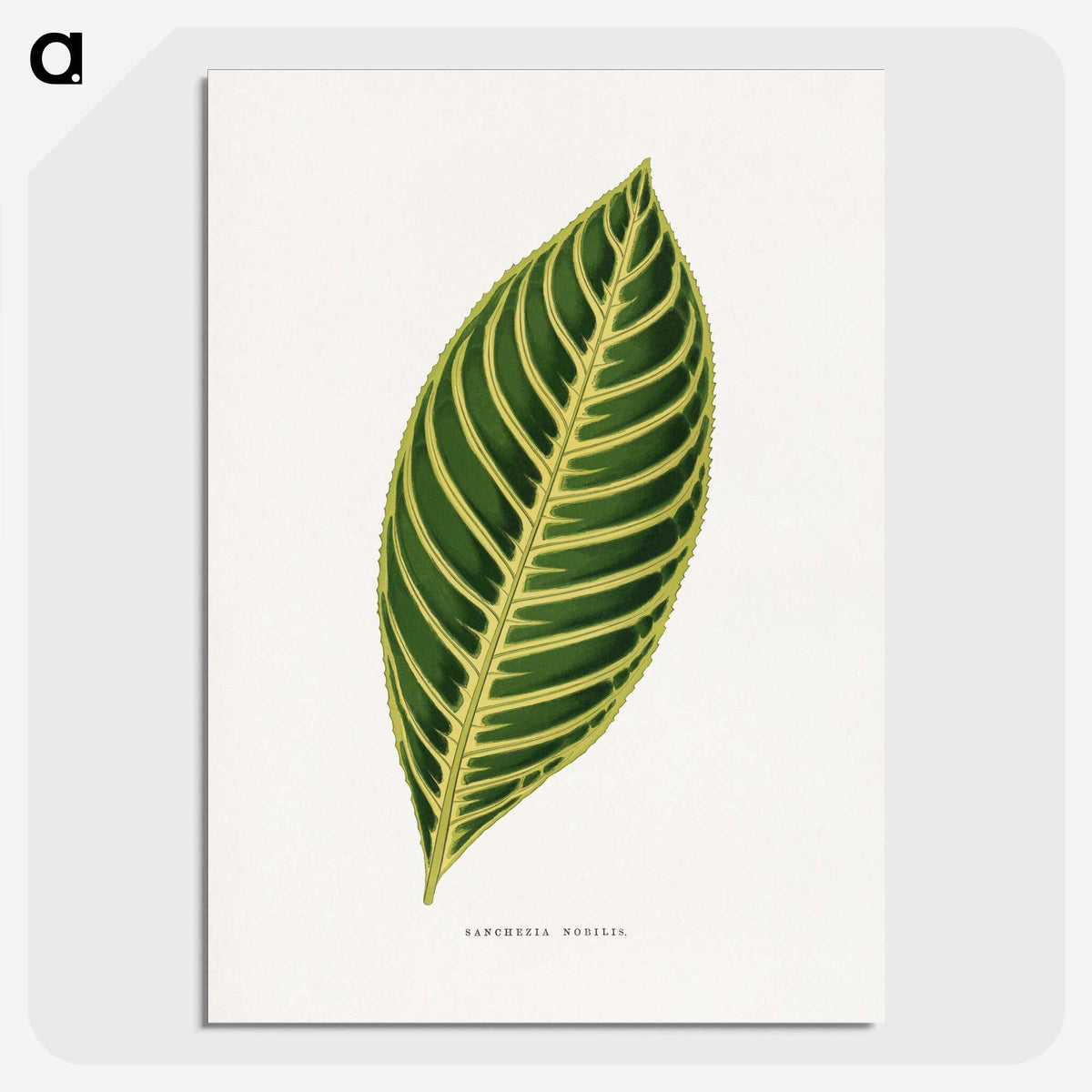 1-68_Plants-with-Colored-Foliage_picture-crop
