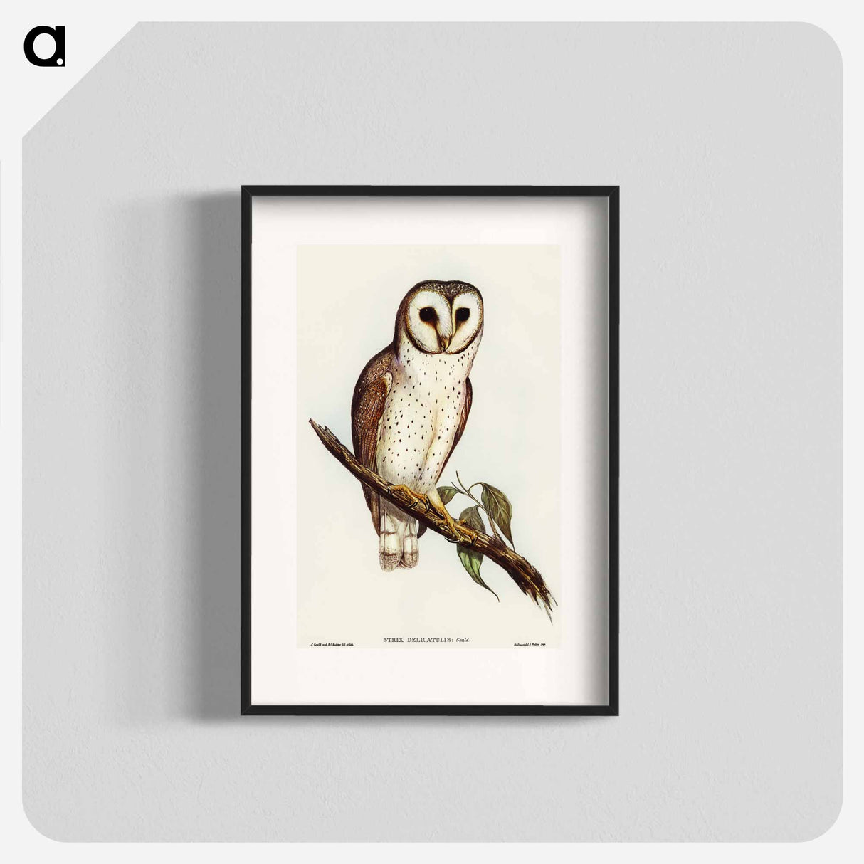 アートポスター-Delicate Owl
- オーストラリアの鳥 Poster.