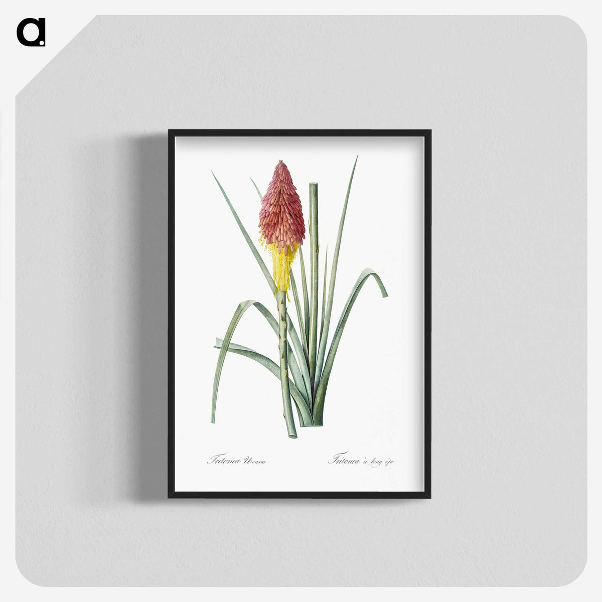 1-68_The-Lilies_blk-crop