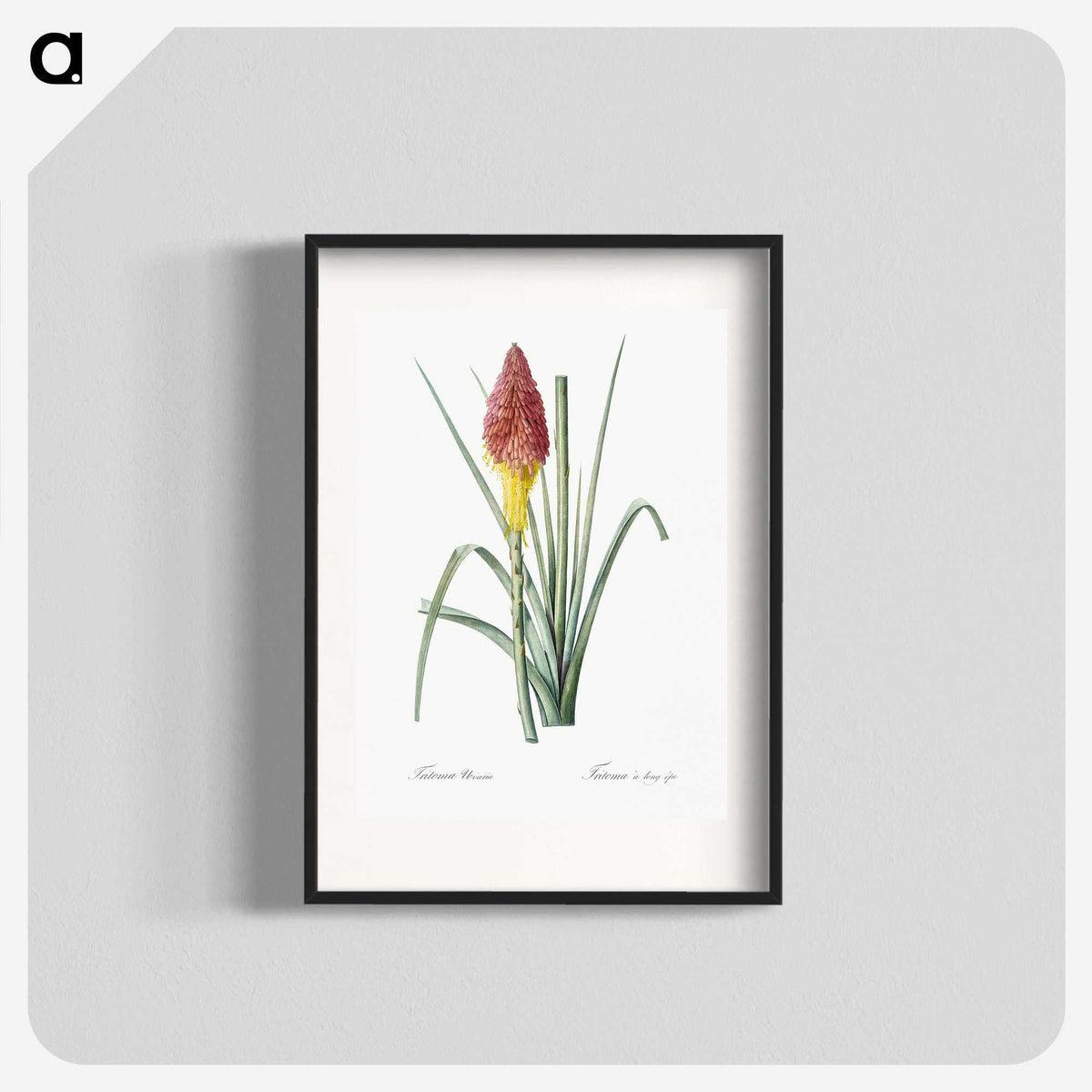 1-68_The-Lilies_blk