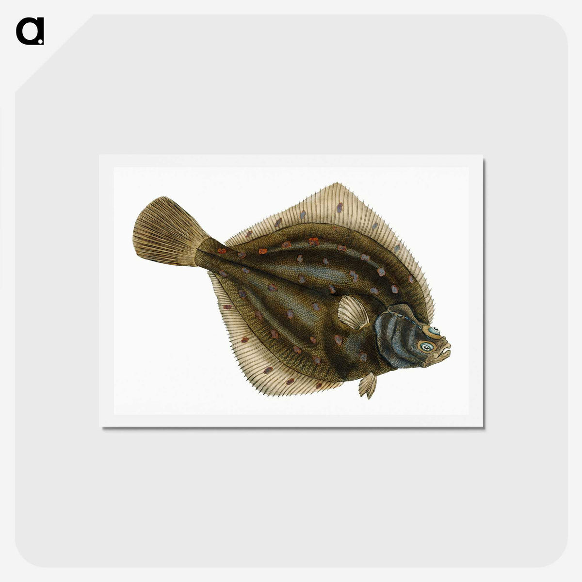 1-68_The-Natural-History-of-British-Fishes_hagaki