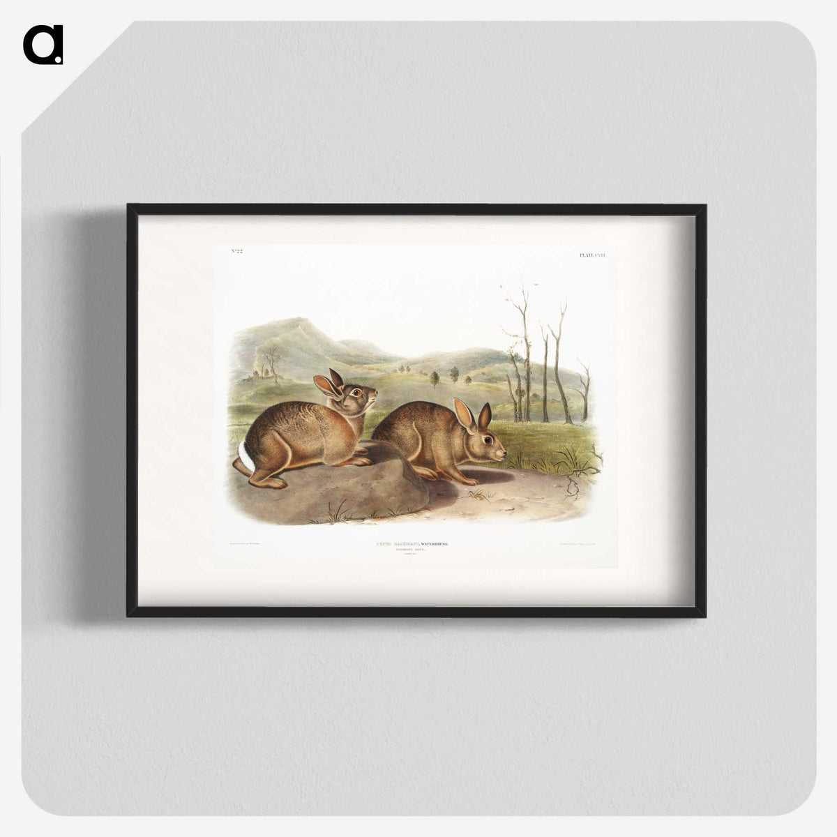 1-68_The-Viviparous-Quadrupeds_blk