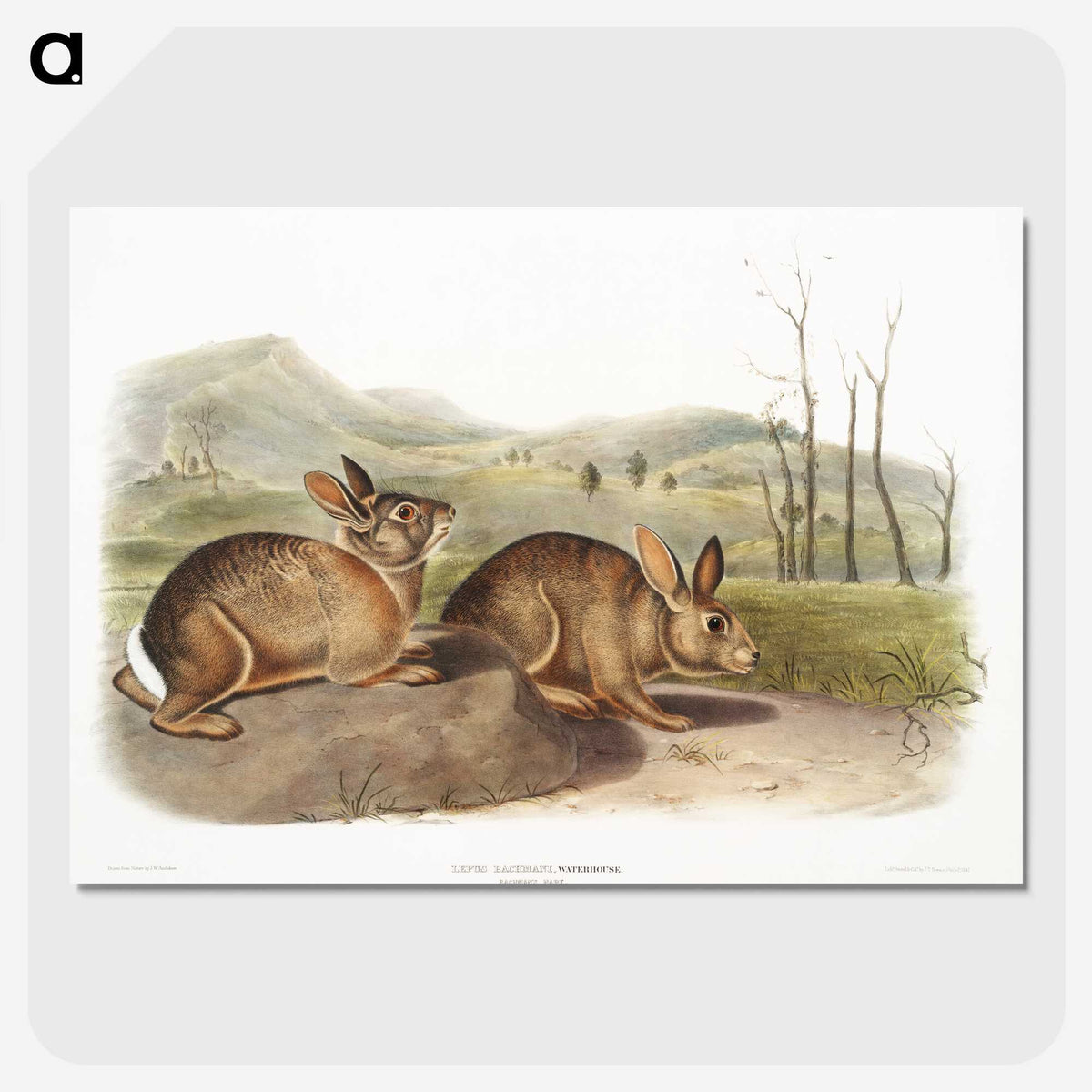 1-68_The-Viviparous-Quadrupeds_picture-crop