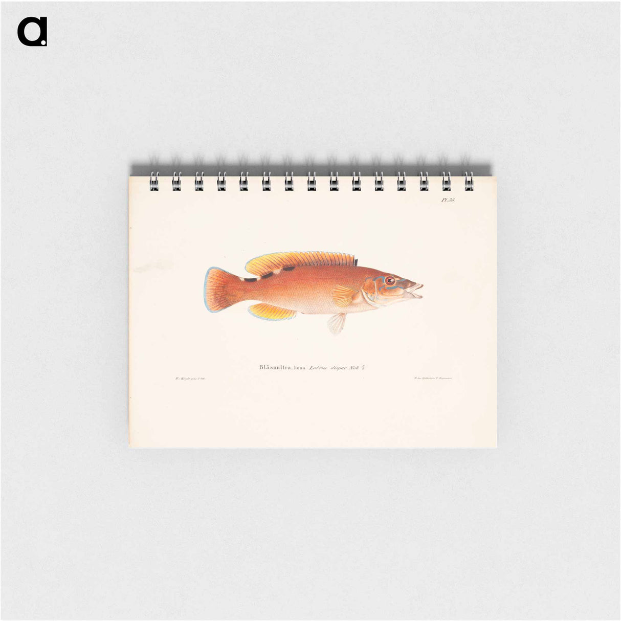 Cuckoo-wrasse, female - ヴィルヘルム フォン ライト Memo.