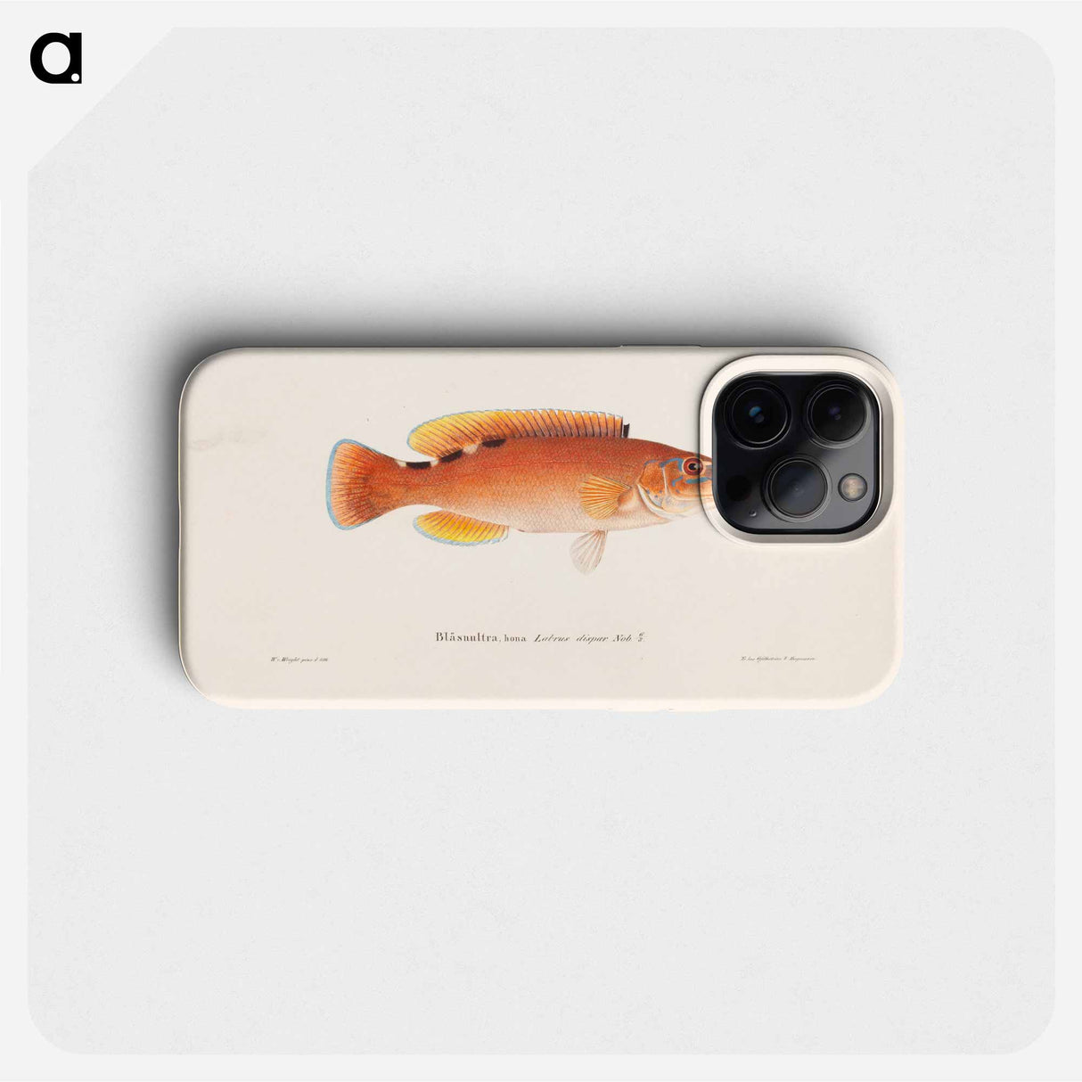 Cuckoo-wrasse, female - Wilhelm von Wright Phone Case.