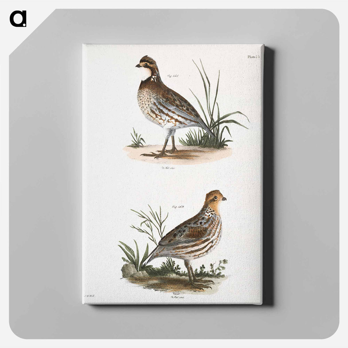 アートパネル-American Quail - ニューヨークの動物学 Canvas.