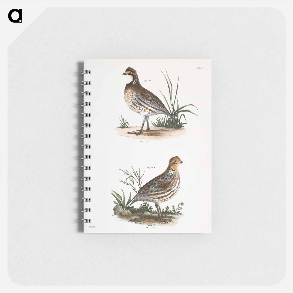 アートメモ帳-American Quail - ニューヨークの動物学 Memo.