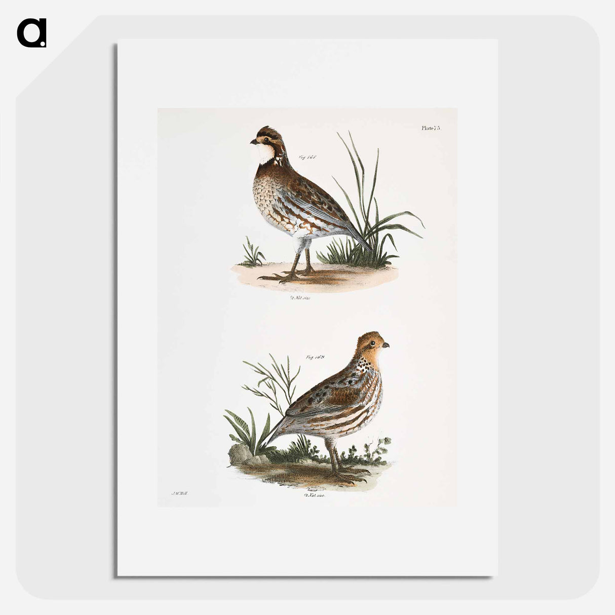 アートポスター-American Quail - ニューヨークの動物学 Poster.