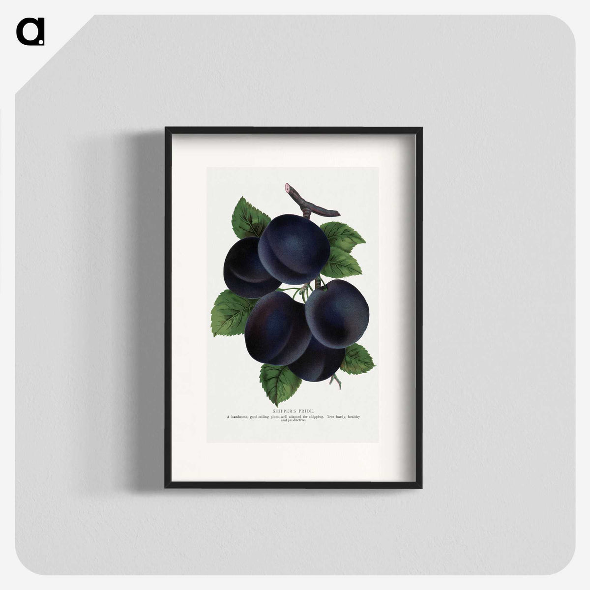 1-69_Botanical-Specimen-Plates_blk