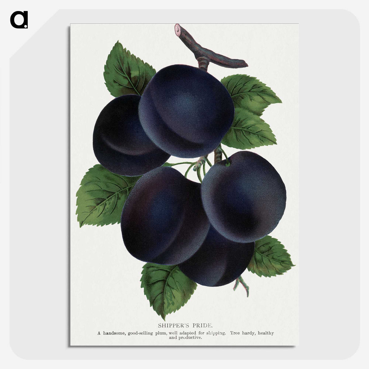 1-69_Botanical-Specimen-Plates_picture-crop