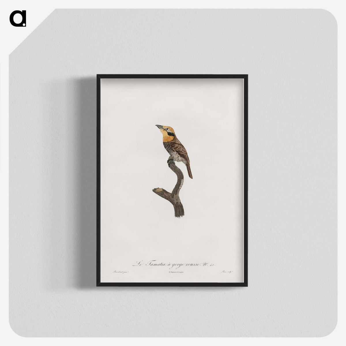 1-69_Des-Oiseaux-de-Paradis_blk-crop