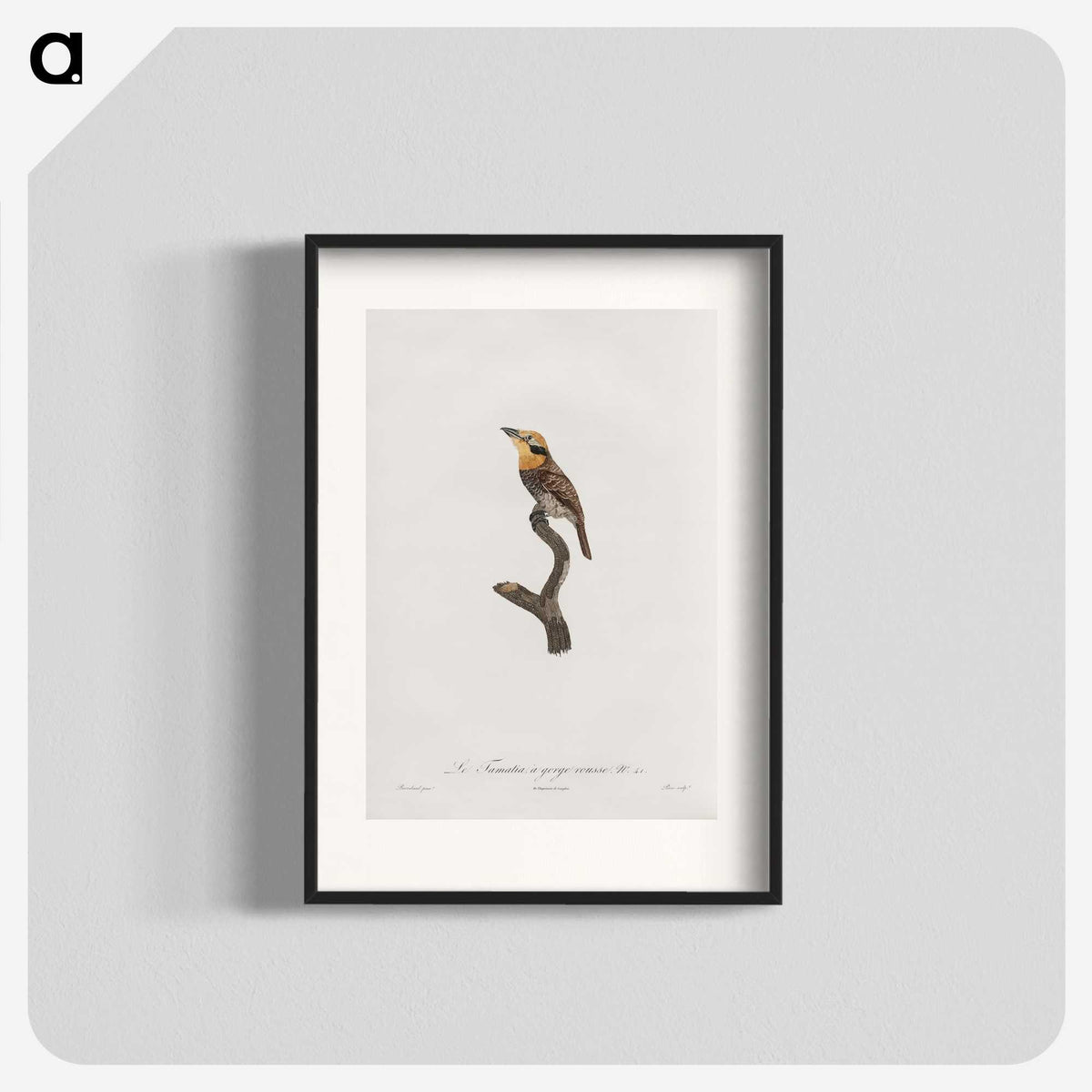 1-69_Des-Oiseaux-de-Paradis_blk