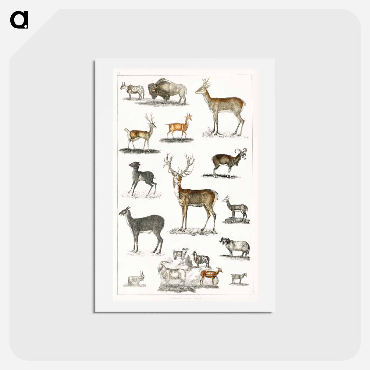 アートポストカード-Antlered Animals
- ゴールドスミスの生き生きとした自然 Postcard.