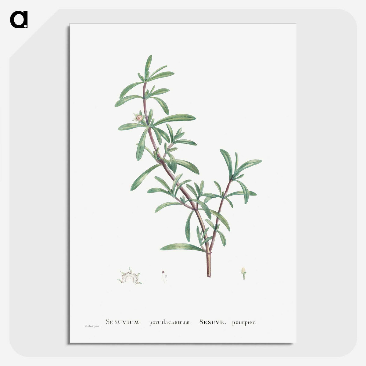 1-69_Histoire-des-Plantes-Grasses_picture-crop