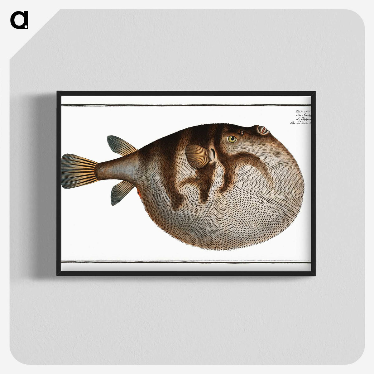 1-69_Ichtyologie-ou-Histoire-naturelle_blk-crop