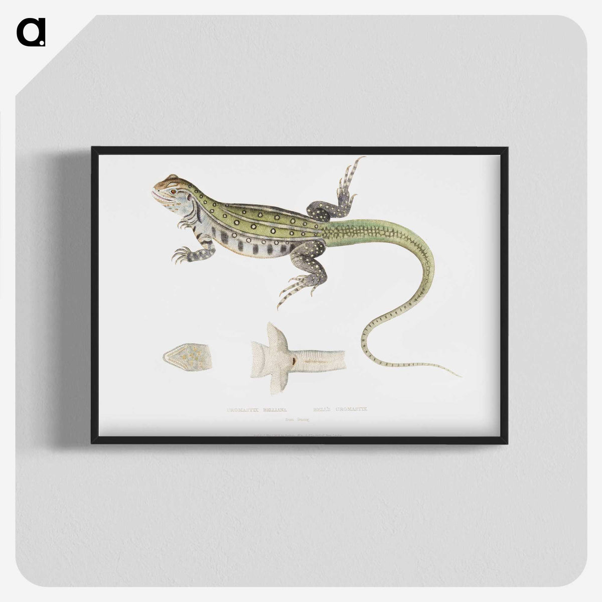 1-69_Indian-Zoology_blk-crop
