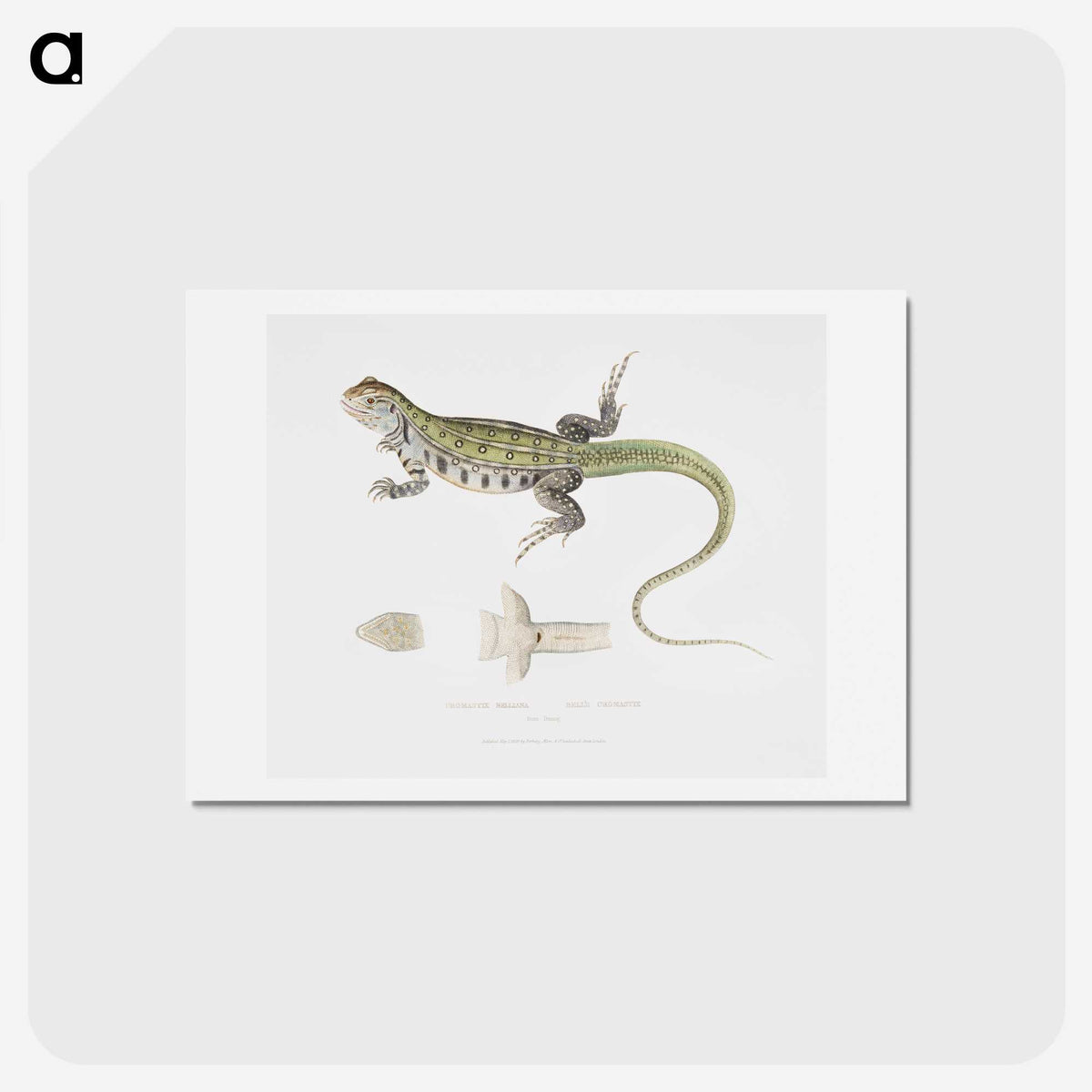 1-69_Indian-Zoology_hagaki