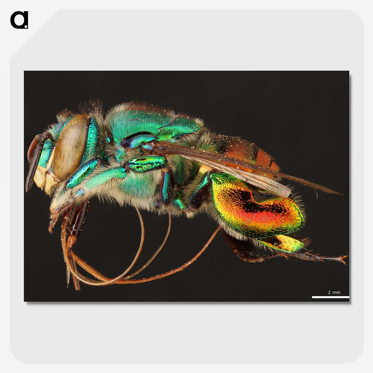 1-69_Insects-Unlocked-Project_picture-crop