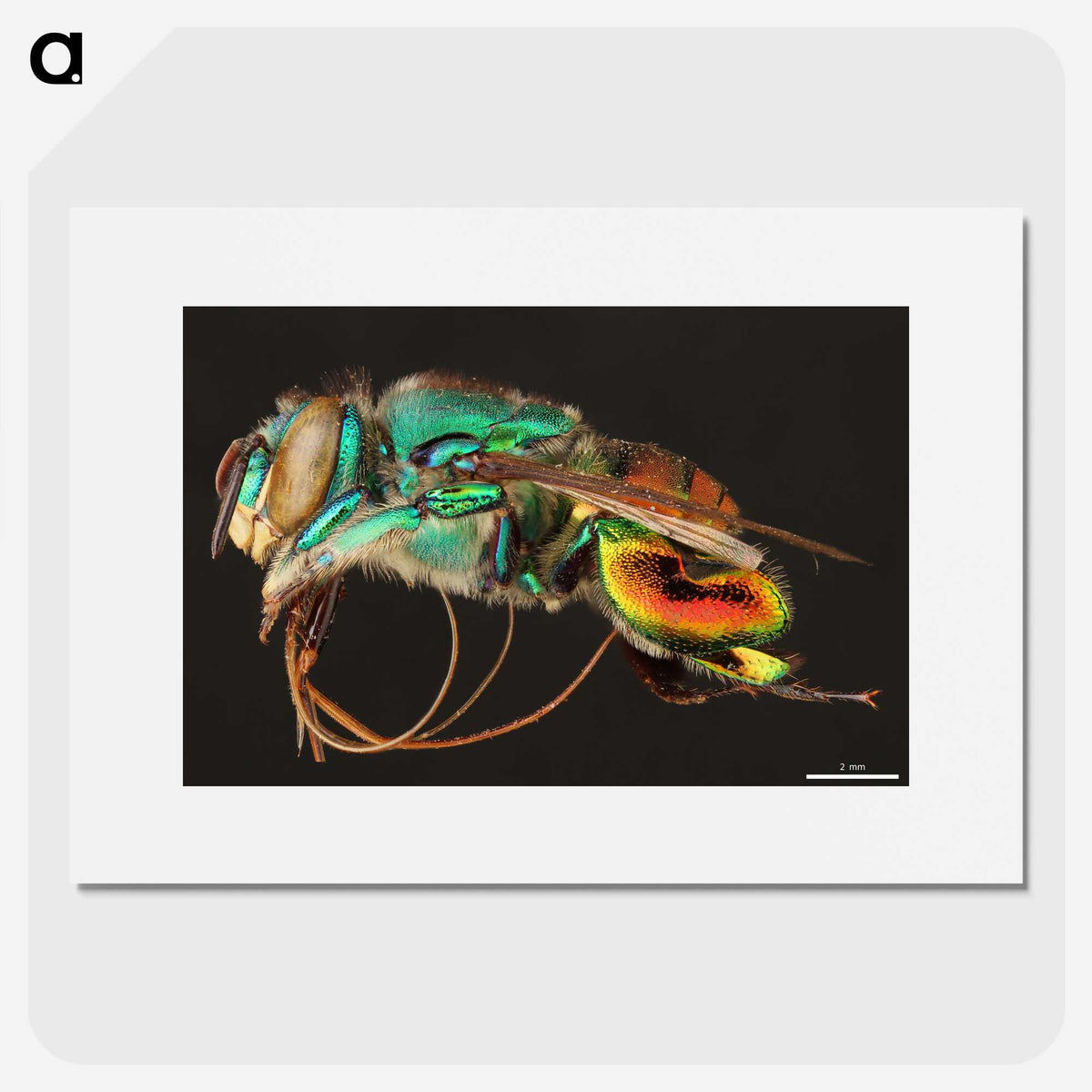 1-69_Insects-Unlocked-Project_picture