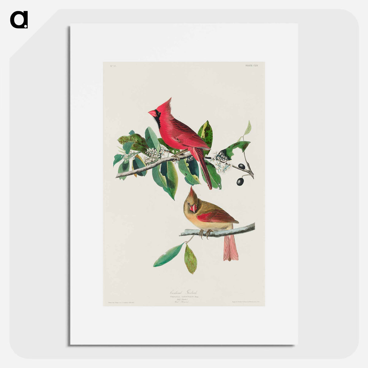 アートポスター-Cardinal Grosbeak
- ジョン ジェームス オーデュボン Poster.