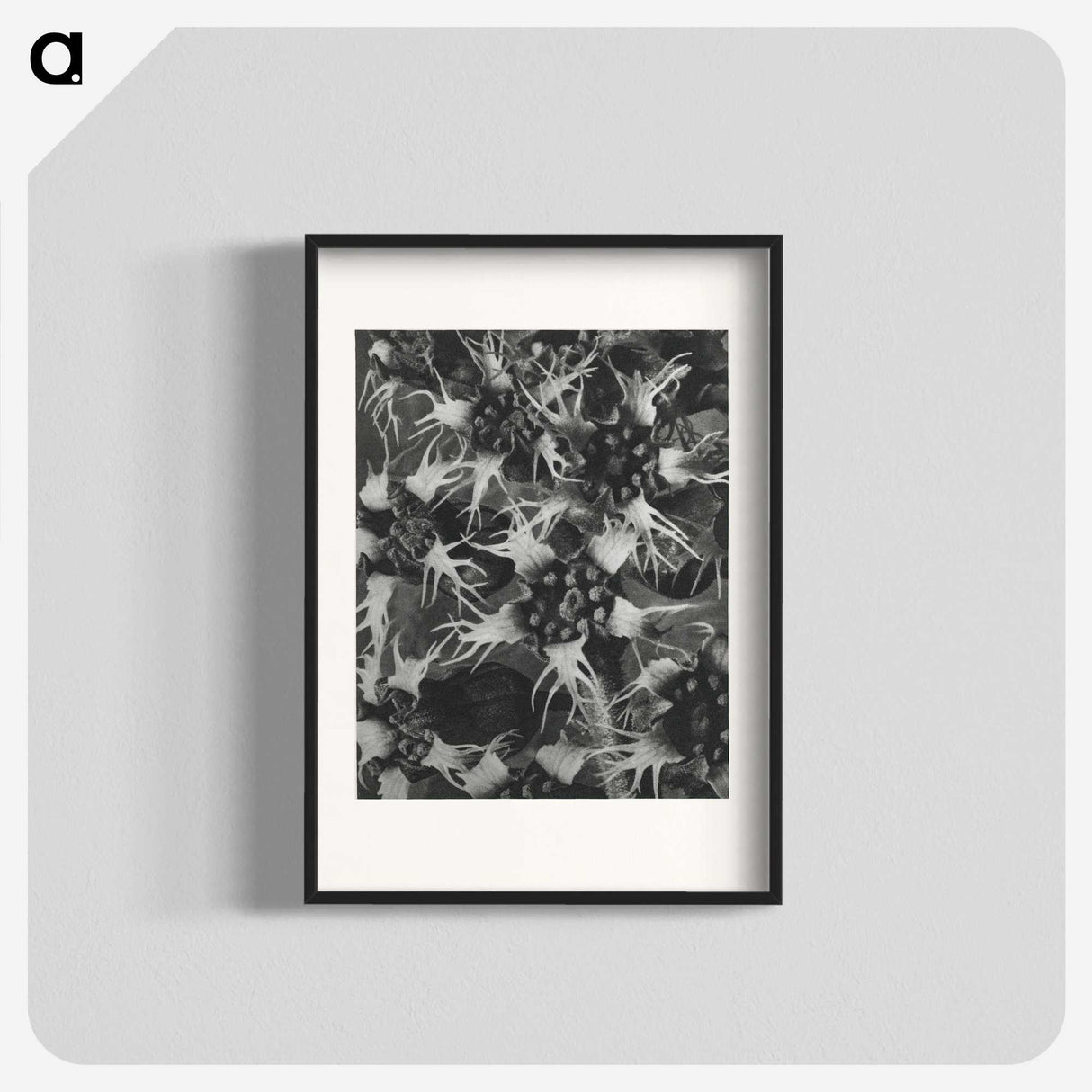 1-69_Karl-Blossfeldt_blk