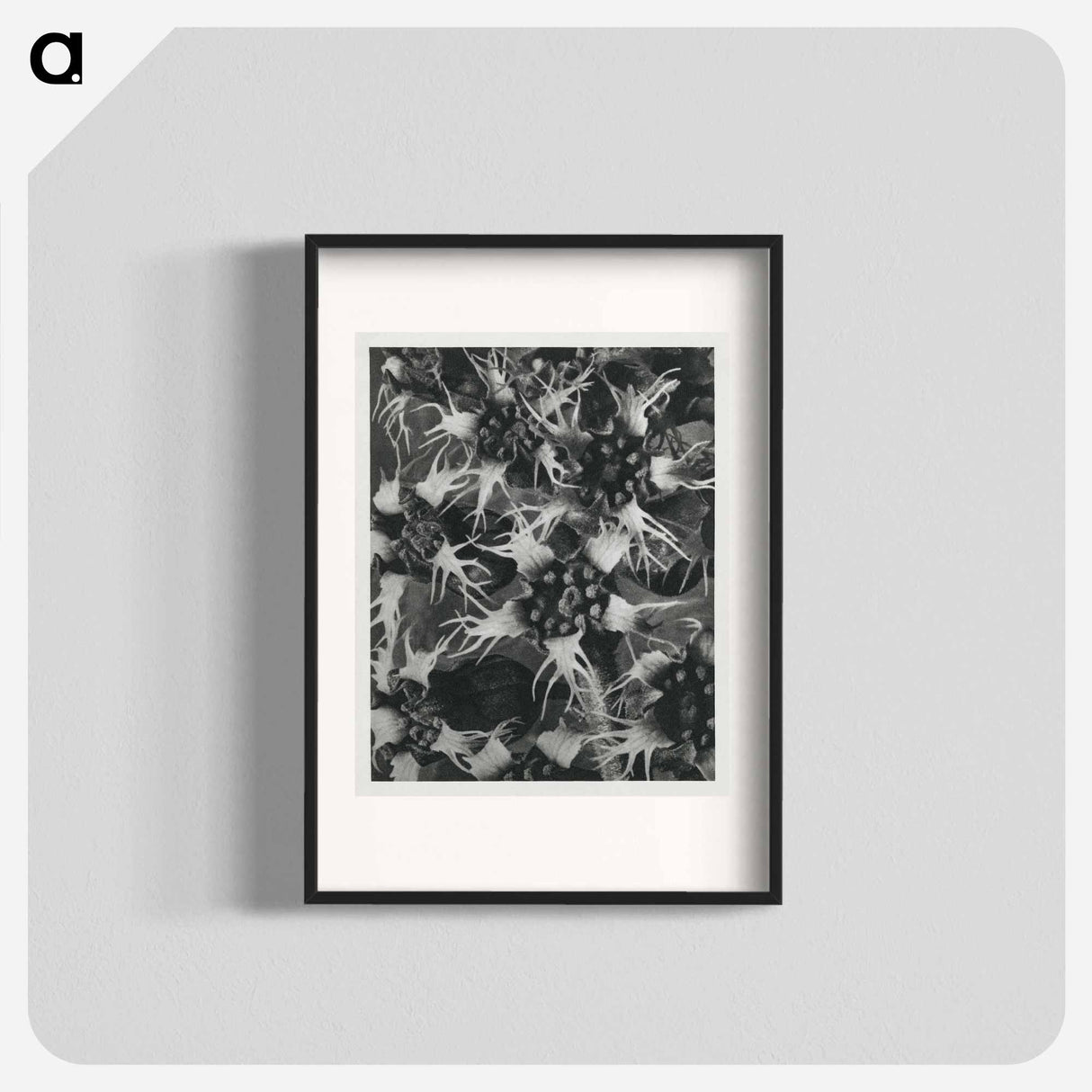 Tellima Grandiflora (Fringe Cups) - カール ブロスフェルト Poster.