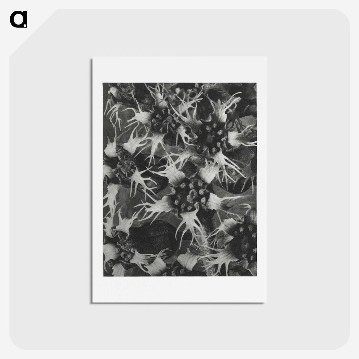 1-69_Karl-Blossfeldt_hagaki