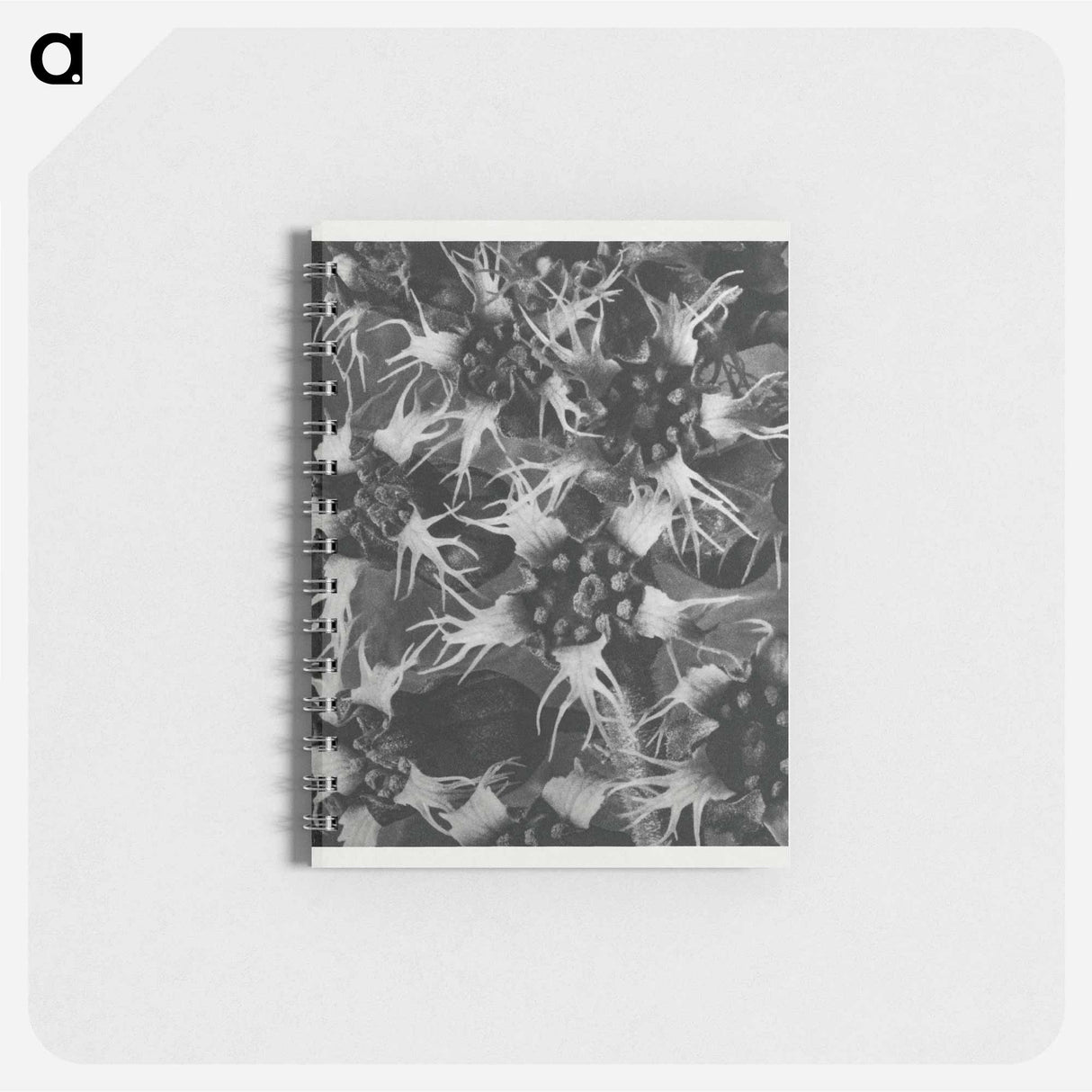 Tellima Grandiflora (Fringe Cups) - カール ブロスフェルト Memo.