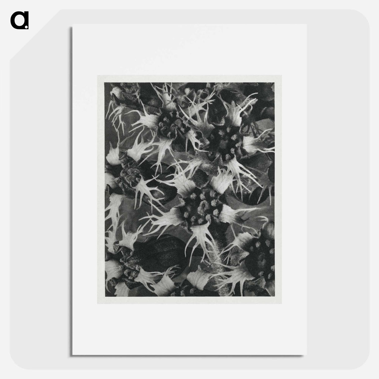 Tellima Grandiflora (Fringe Cups) - カール ブロスフェルト Poster.