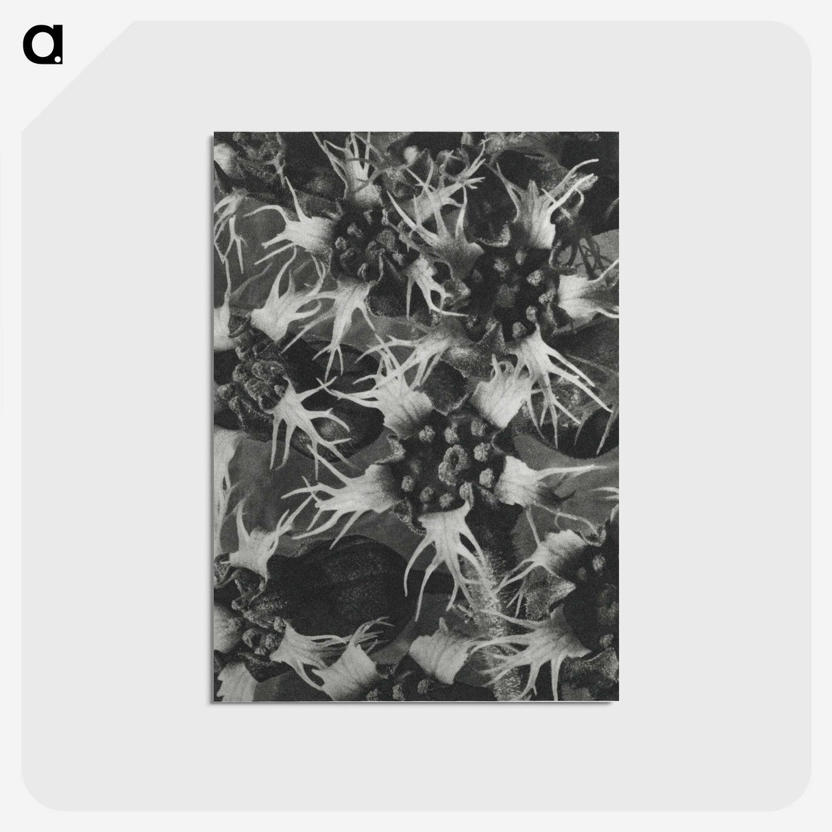 1-69_Karl-Blossfeldt_postcard
