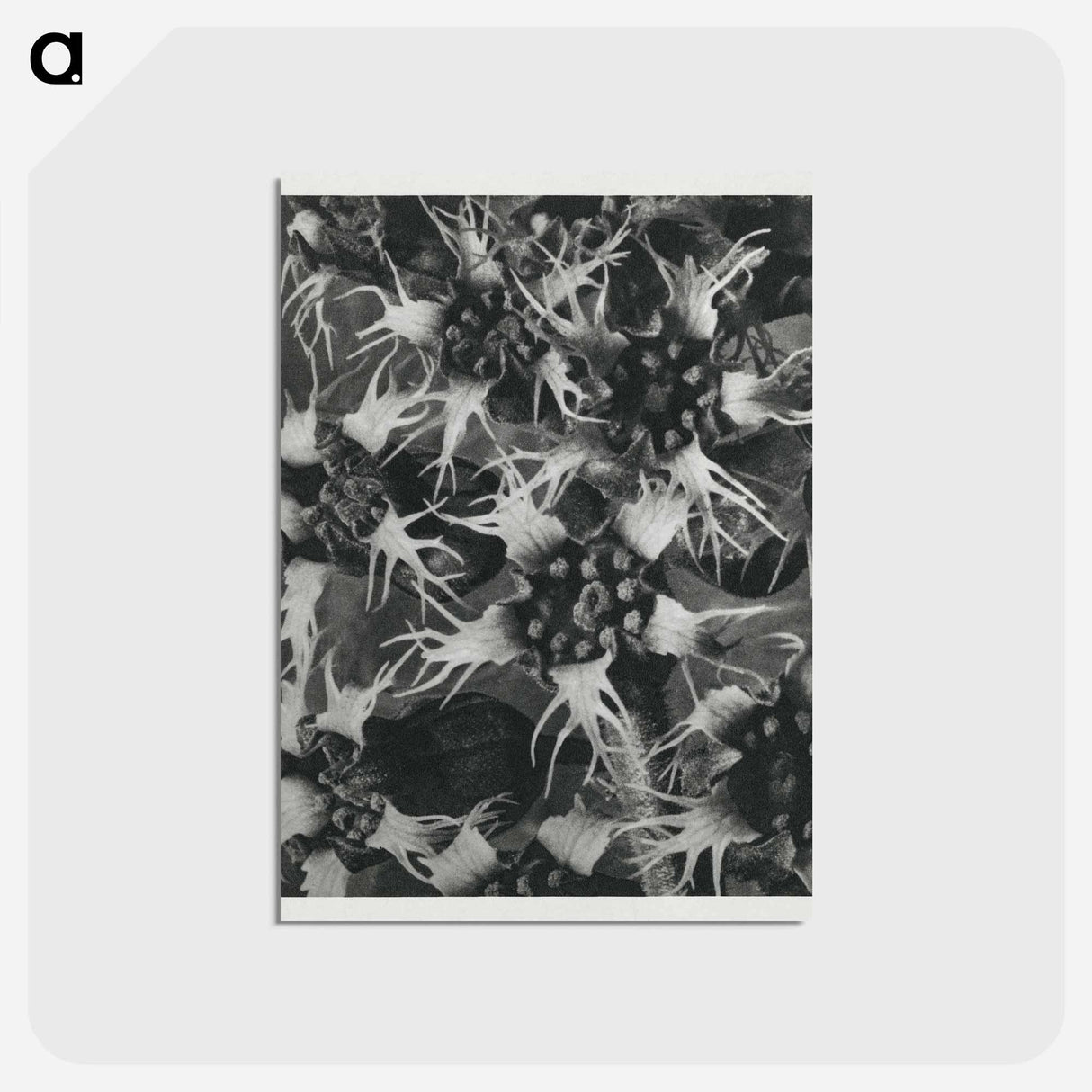 アートポストカード-Tellima Grandiflora (Fringe Cups) - カール ブロスフェルト Postcard.