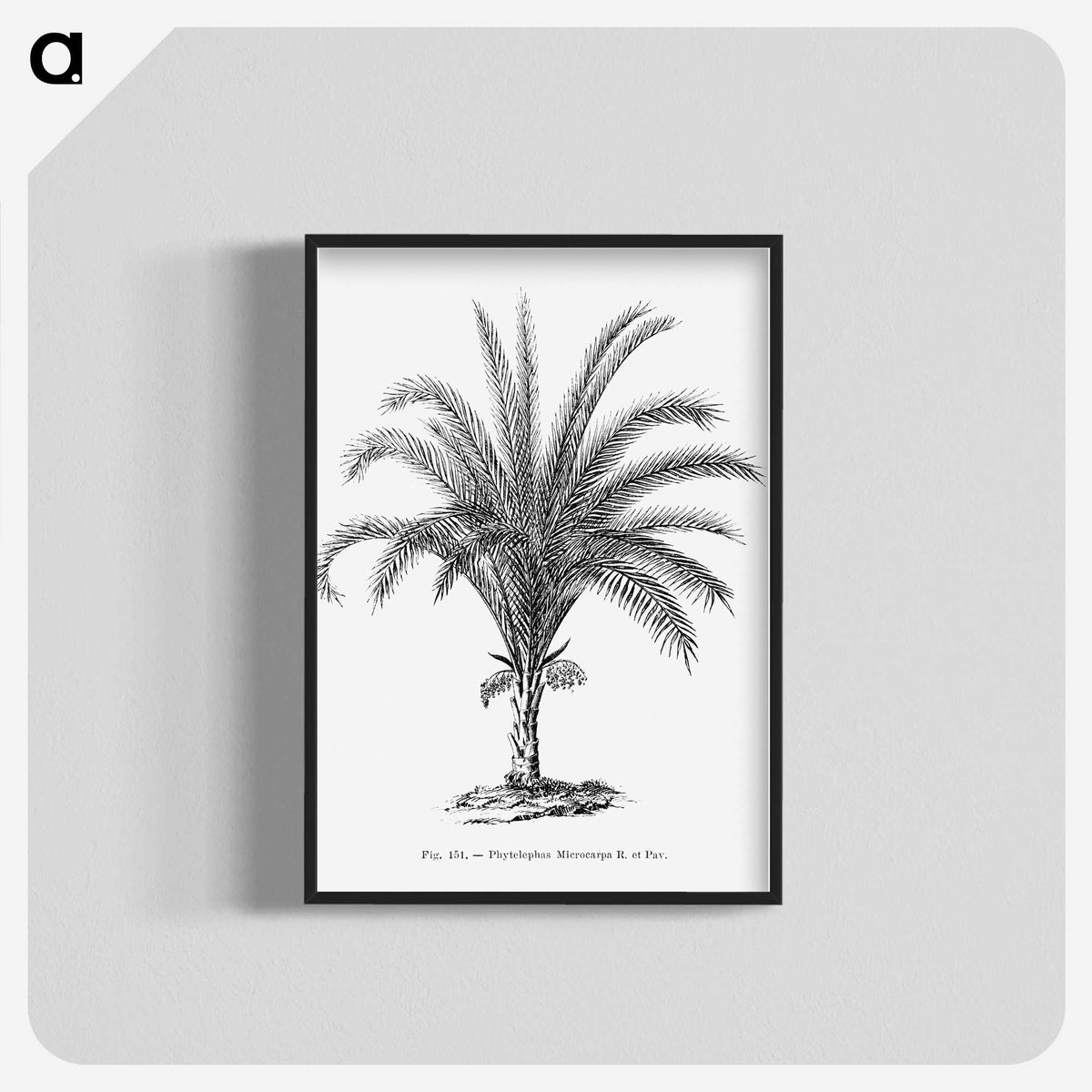 1-69_Les-Palmiers-Histoire-Iconographique_blk-crop