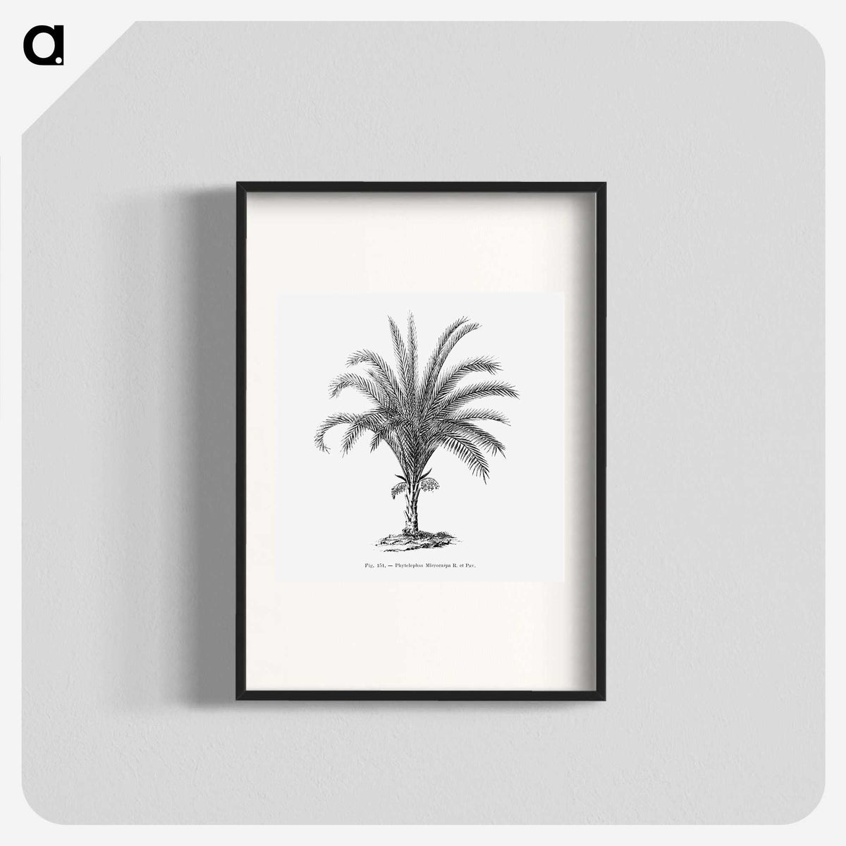 1-69_Les-Palmiers-Histoire-Iconographique_blk