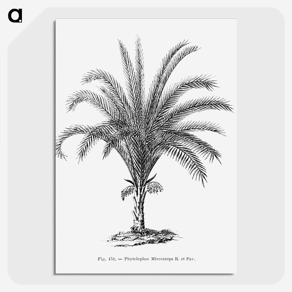 1-69_Les-Palmiers-Histoire-Iconographique_picture-crop