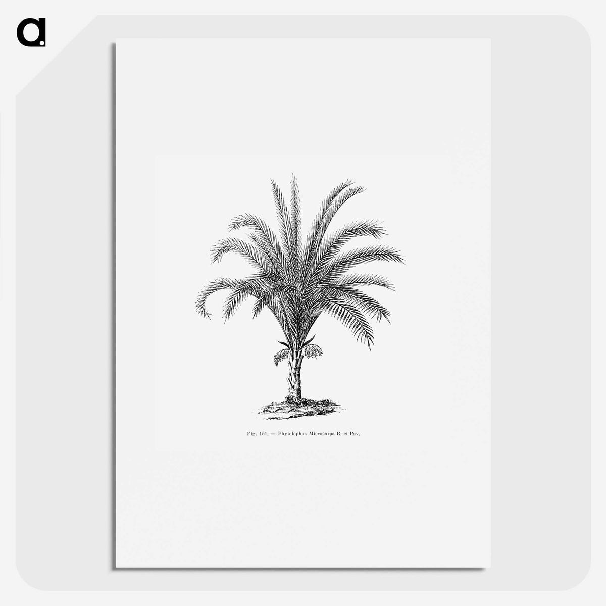 1-69_Les-Palmiers-Histoire-Iconographique_picture