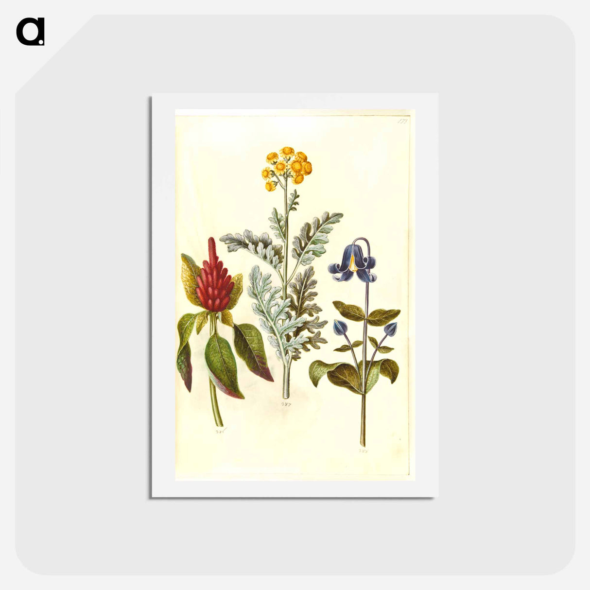 アートポストカード-Amaranthus, Jacobaea, and Clematis
- マリア ジビーラ メーリアン Postcard.
