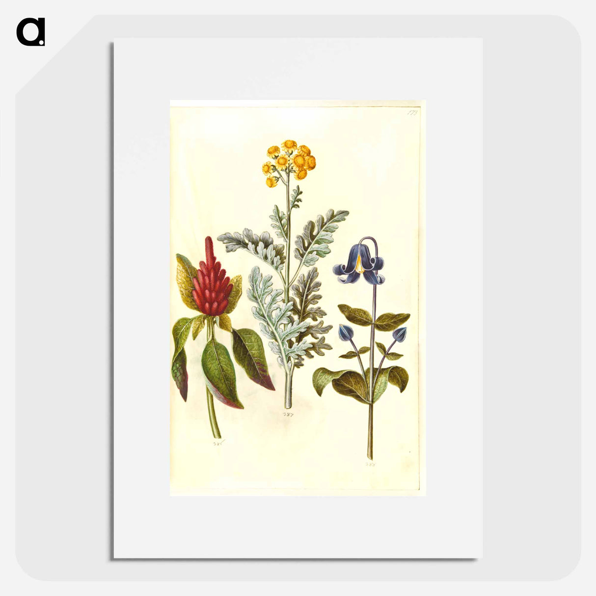 アートポスター-Amaranthus, Jacobaea, and Clematis
- マリア ジビーラ メーリアン Poster.