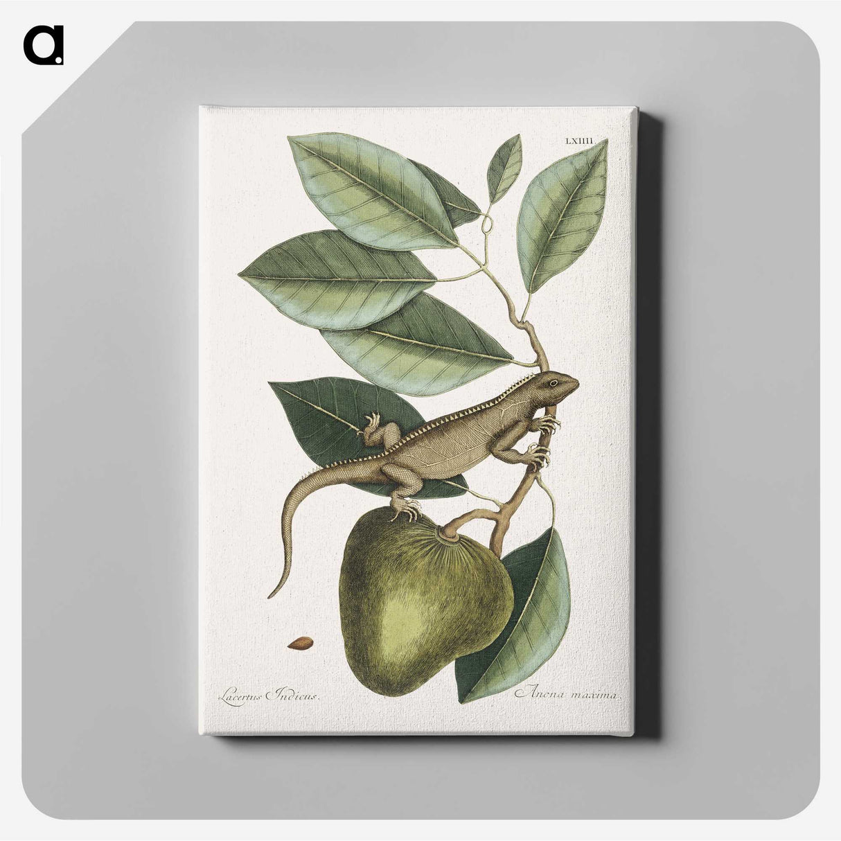 1-69_Mark-Catesby_canvas