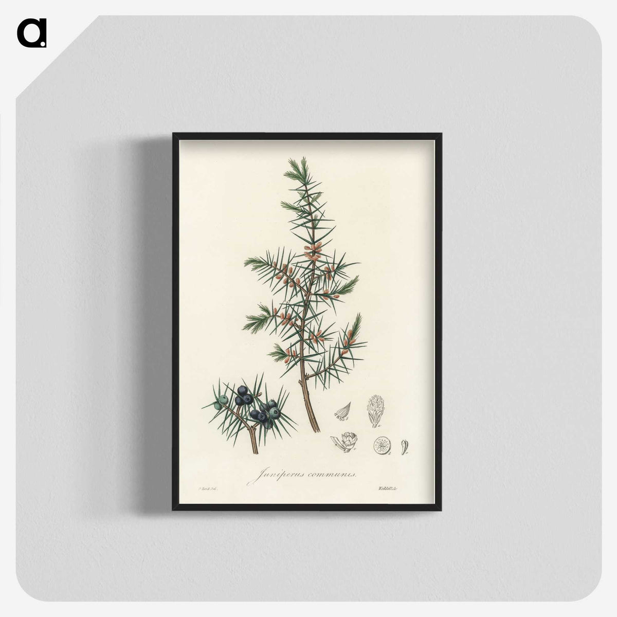 1-69_Medical-Botany_blk-crop