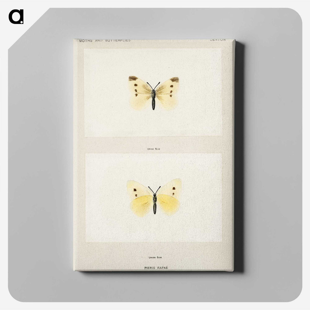 1-69_Moths-and-Butterflies-of-the-United-States_canvas