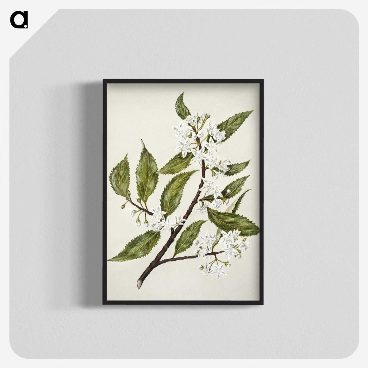 1-69_Native-Flowering-Plants-of-New-Zealand_blk-crop